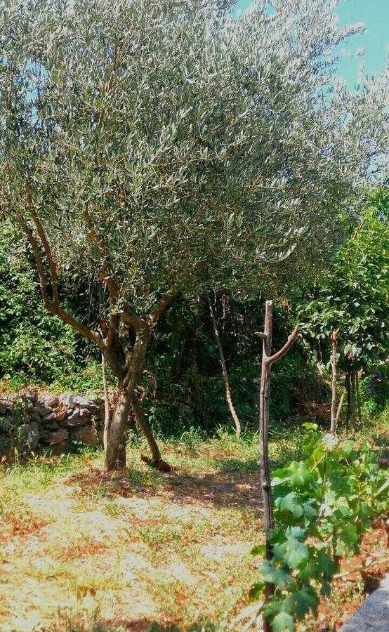 Country House "Lipa" Komarno Virpazar Bagian luar foto